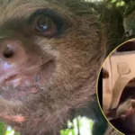 Trato que recibió un perezoso que se encontraba atrapado en un poste de luz genera indignación