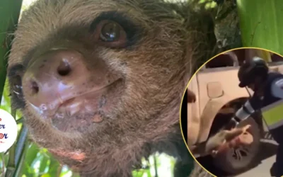 Trato que recibió un perezoso que se encontraba atrapado en un poste de luz genera indignación