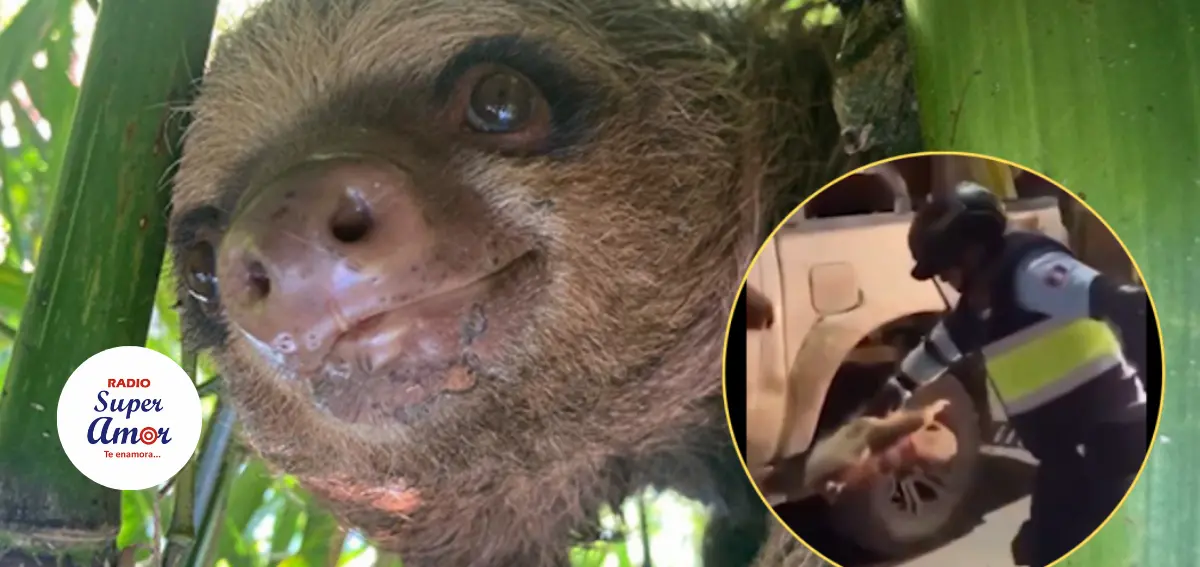 Trato que recibió un perezoso que se encontraba atrapado en un poste de luz genera indignación