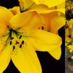 ¿Por qué se regalan flores amarillas en septiembre? El origen de una tradición que nació en la televisión