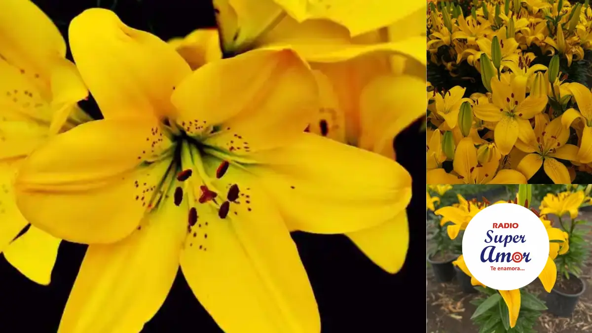 ¿Por qué se regalan flores amarillas en septiembre? El origen de una tradición que nació en la televisión