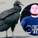 SERFOR va contra ‘Kingteka’ tras muerte de gallinazo durante transmisión en vivo